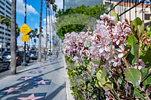 Hollywood boulevard in Los Angeles California