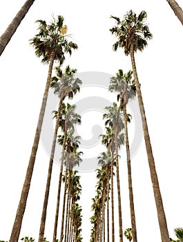 Hollywood palms