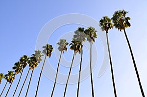 Hollywood Palms photo