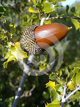 Holm oak acorn in tree