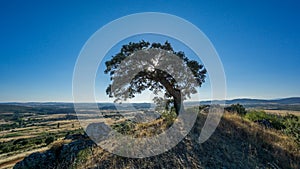 Holm oak backlit against blue sky, sun reflection photo