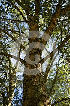 Holm oak bark Acorn tree on a sunny day.