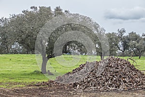 Holm oak firewood obtained from pruning