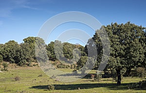 Holm oak forest, Quercus ilex subsp. rotundifolia