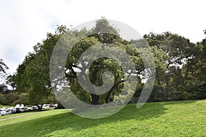 Holm Oak Golden Gate Park, 2.