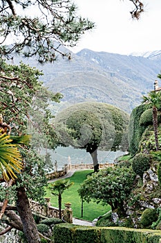Holm oak on a green lawn among the trees against the backdrop of Lake Como. Villa Balbianello, Italy