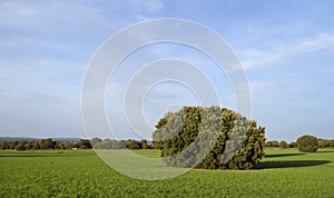 Holm oak in a green meadow photo