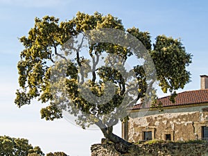 Holm oak growing in a stone wall in a chapel photo