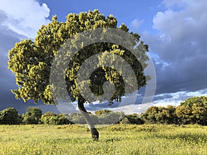 Holm oak in the meadow with dramatic sky. Spain