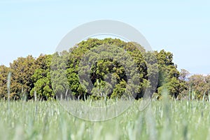 Holm oak next to a cereal field in ChinchÃ³n, Spain.