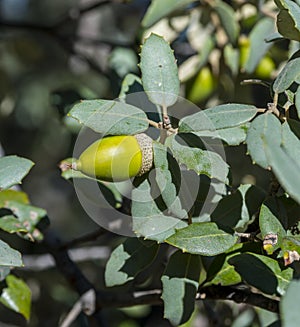Holm Oak, Quercus ilex subsp. rotundifolia