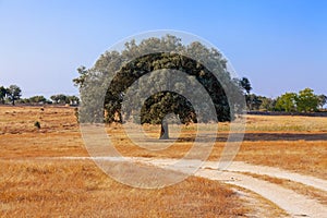 Holm Oak (Quercus Ilex) in a Summer landscape in Crato, South of Portugal.