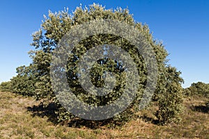 Holm Oak ( Quercus ilex ) tree