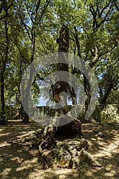 Holm oak in the Sacred Wood of Monteluco, Spoleto, Umbria, Italy