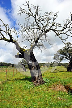 Holm oak sick in Natural Park Sierra de Aracena and Picos de Aroche, Huelva province, Spain