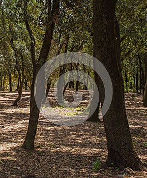 Holm Oak tree forest