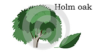 Holm oak Trees vector element. vector icon