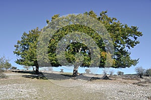 Holm oak, Urbasa range, Navarre photo