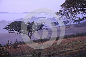 Holm oaks in early morning fog