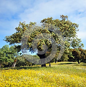 Holm oaks and flower meadows in the Natural Park Sierra de Aracena and Picos de Aroche, Huelva province, Andalusia, Spain