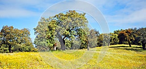 Holm oaks and flower meadows in the Sierra de Aracena and Picos de Aroche Natural Park, Huelva province, Andalusia, Spain
