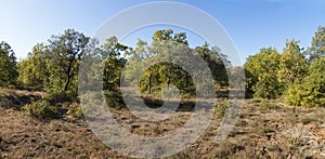 Holm Oaks Forest