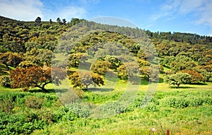 Holm oaks and green meadows in the Sierra de Aracena and Picos de Aroche Natural Park, Huelva province, Andalusia, Spain