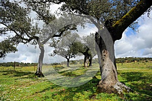 Holm oaks of Natural Park Sierra de Aracena and Picos de Aroche, Huelva province, Andalusia, Spain