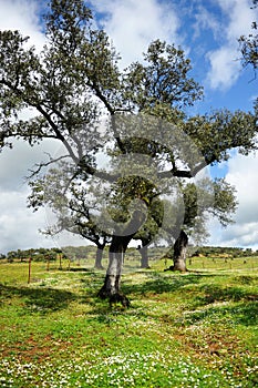 Holm oaks of Natural Park Sierra de Aracena and Picos de Aroche, Huelva province, Andalusia, Spain