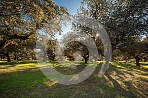 Holm oaks at sunset in a meadow