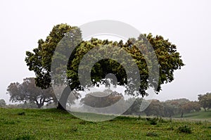 Holm oaks trees - horizontal