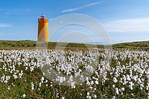 Holmsberg Lighthouse, an orange light house on the Reykjanes Peninsula in Iceland. Cotton grass in front of the landmark