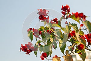 Holmskioldia sanguinea, Chinese hat, Cup and Saucer, Parasol Flower. photo