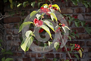 Holmskioldia sanguinea, Chinese hat, Cup and Saucer, Parasol Flower. photo