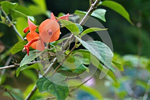 Holmskioldia sanguinea orange flower like chinese hat