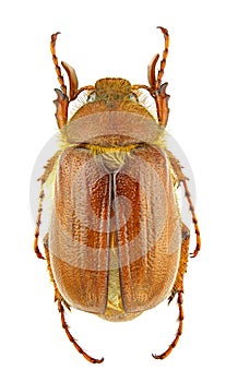 Holochelus aequinoctialis