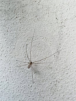 Holocnemus pluchei, the marbled cellar spider, is a cellar spider species found around the Mediterranean, introduced elsewhere