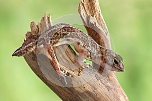 Holodactylus africanus