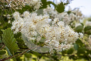 Close up HOLODISCUS discolor blossom