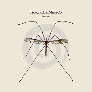 Holorusia mikado, genus of largest true crane fly. hand draw sketch vector