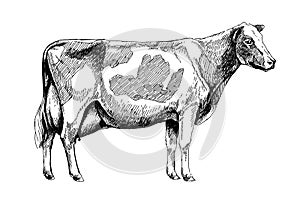Holstein breed, graphic illustration