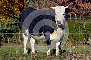 Holstein bull in paddock photo