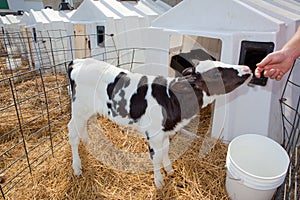 Holstein Calf photo