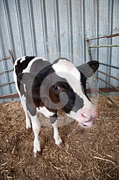 Holstein Calf