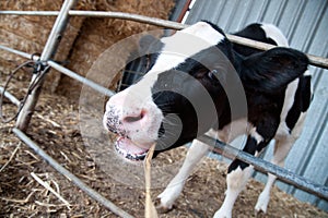 Holstein Calf