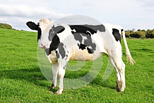 Holstein Calf