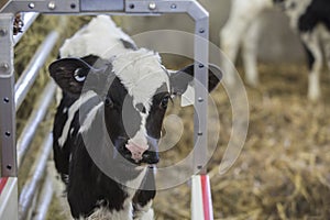Holstein calf newborn waiting in entrance of automatic milk feeder.