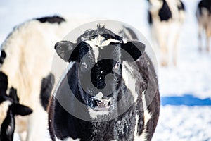 Holstein calf with snow on her face