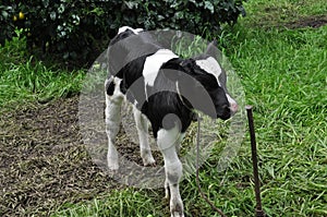Holstein calf on summer