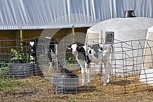 Holstein calve isolated in a pen